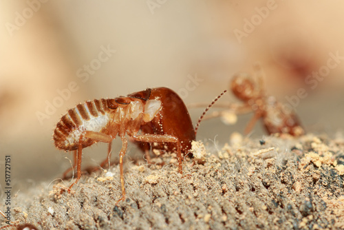 large termites on a termite nest,close up