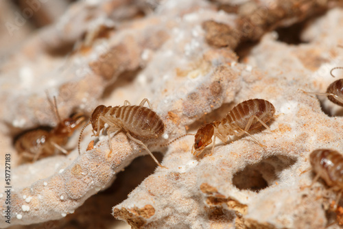 large termites with walking on a termite nest  close up