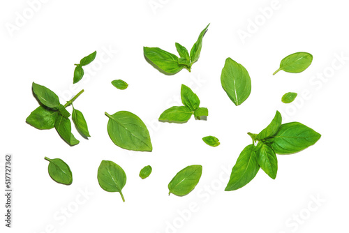 Various basil leaves set