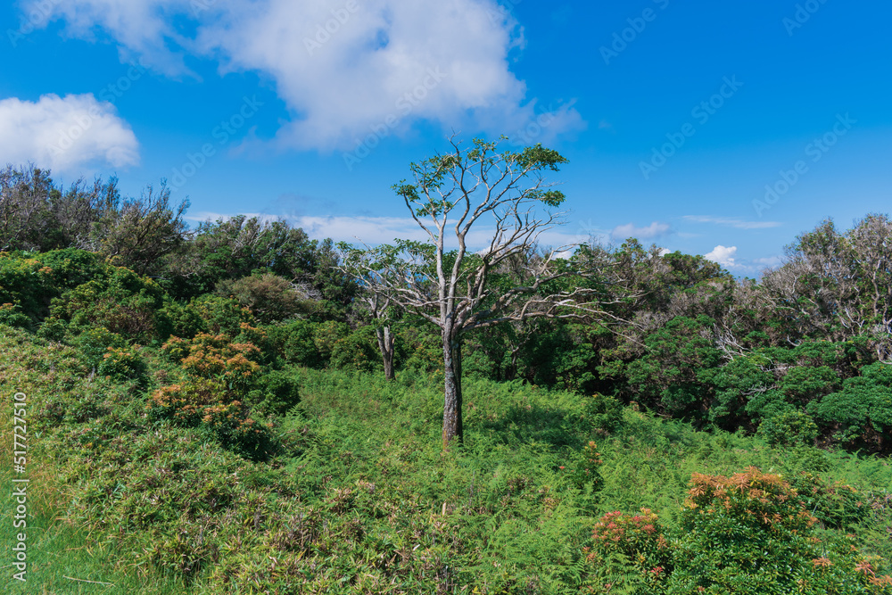 夏の伊豆山稜線歩道の風景　高原の灌木