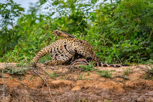 Panthera Onca in the Brazilian pantanal  © RoqueMatias