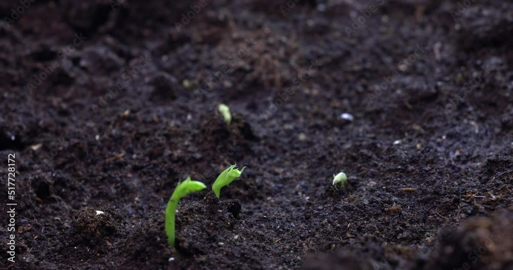 Time-lapse video of growing beans. High quality 4k footage Time-lapse video of growing beans. High quality 4k footage