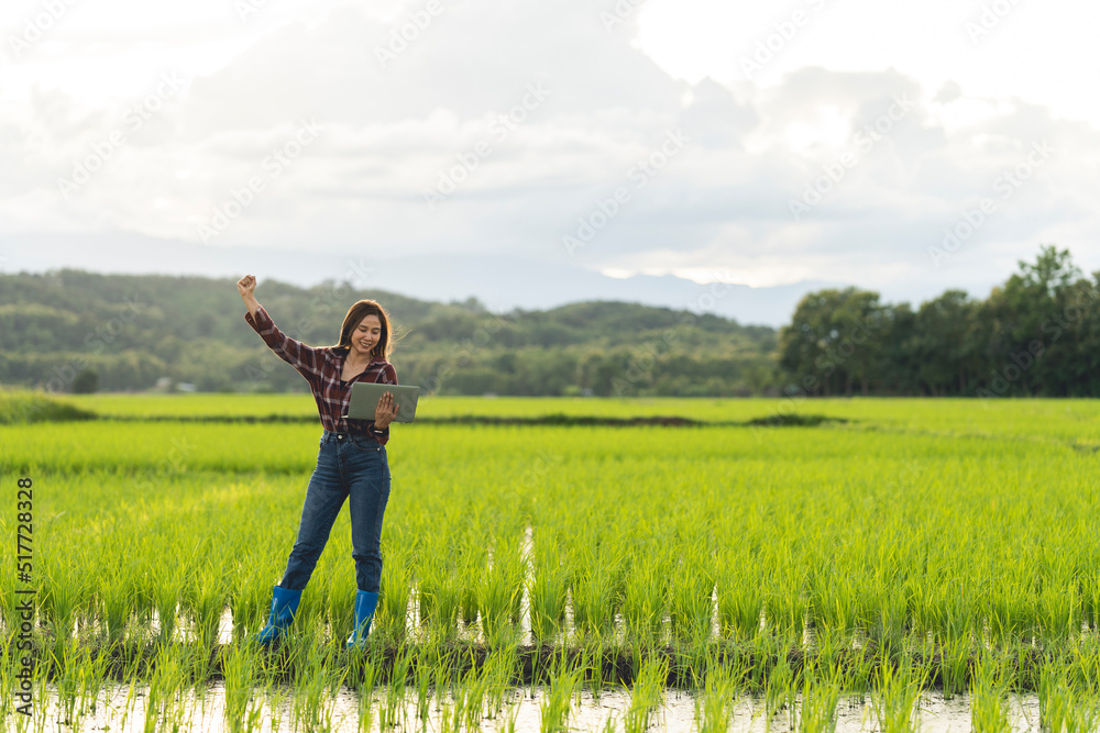 An Asian female farmer with a laptop walks through the fields. In the evening with warm light. An Asian female farmer with a laptop walks through the fields. In the evening with warm light.