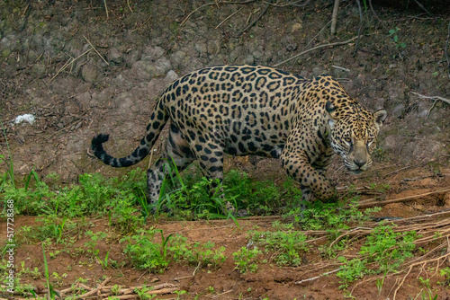 Panthera Onca in the Brazilian pantanal 