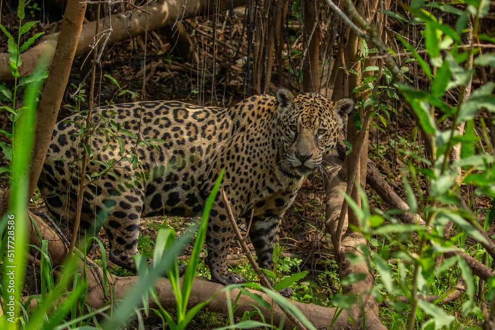 Panthera Onca in the Brazilian pantanal Panthera Onca in the Brazilian pantanal