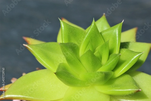 Echeveria agavoides or lipstick echeveria succulent plant on grey background. Modern, calm, green houseplant wallpaper screensaver background with neutral background photo