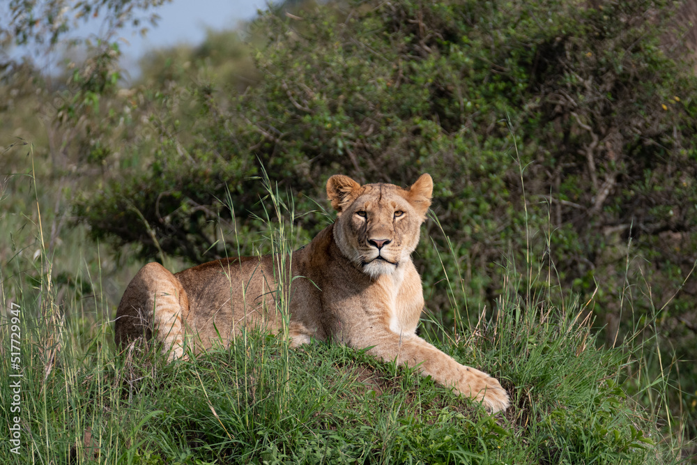 Fototapeta premium Alert looking lioness in the grass