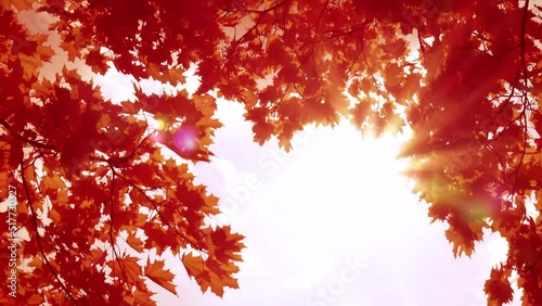 Sun rays shining through orange maple leaves. Autumnal nature background with up view on the sky. Windy and sunny weather. 4K.
