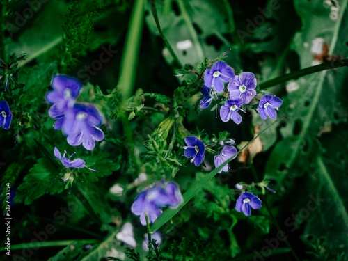 field summer grass blue flowers