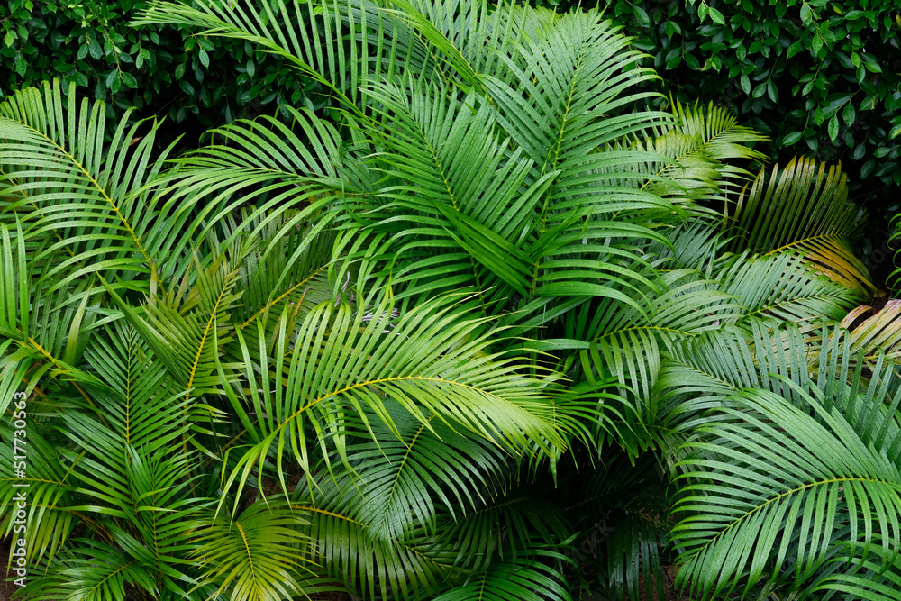 fern leaves