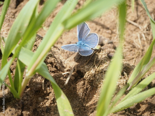 field summer grass blue butterfly
