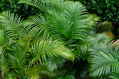 fern leaves