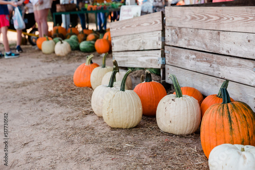 A row of fall orange pumpkins sitting on the ground at a fall festival at a local pumpkin patch photo