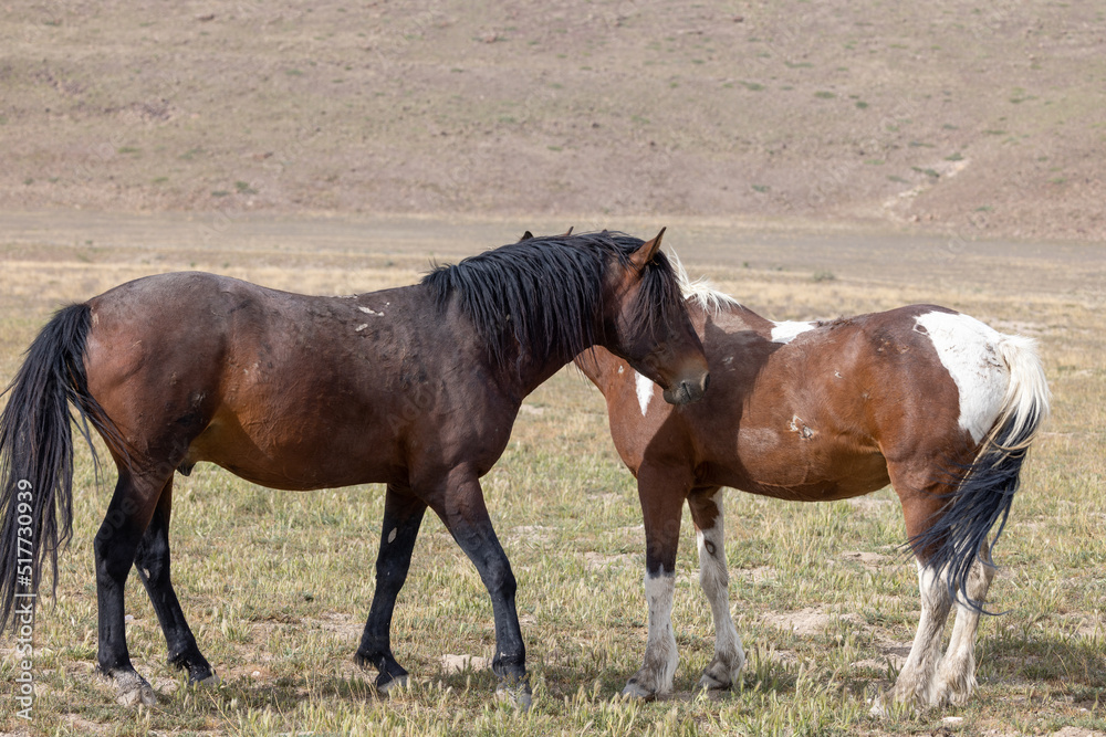 Wild Horses in Springtime in the Utah Desert Wild Horses in Springtime in the Utah Desert