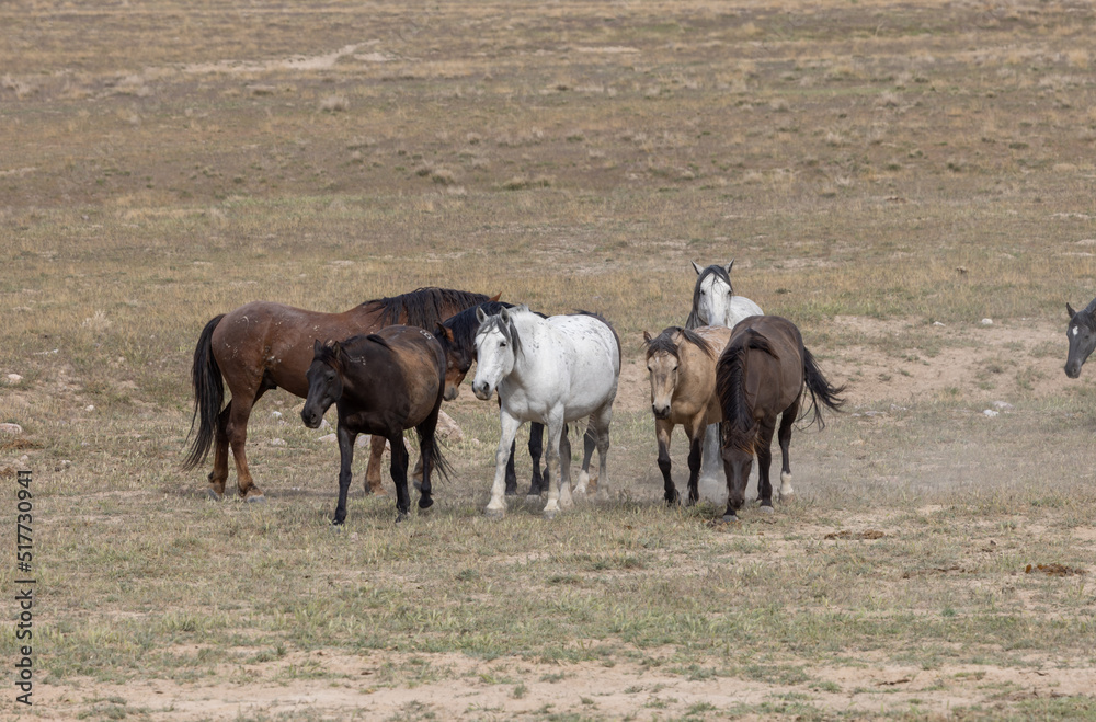 Obraz premium Wild Horses in Springtime in the Utah Desert