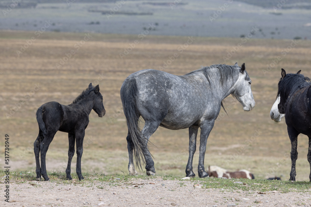 Wild Horses in Springtime in the Utah Desert Wild Horses in Springtime in the Utah Desert