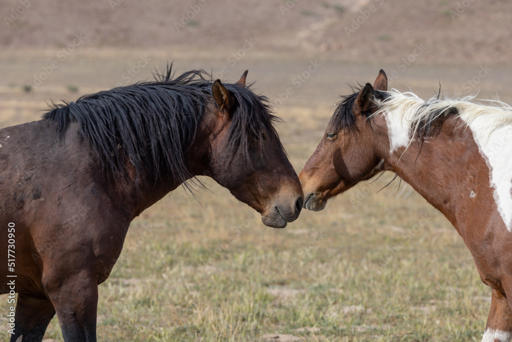 Wild Horses in Springtime in the Utah Desert Wild Horses in Springtime in the Utah Desert