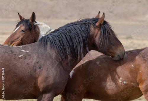 Fototapeta Naklejka Na Ścianę i Meble -  Wild Horses in Springtime in the Utah Desert