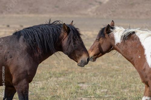 Fototapeta Naklejka Na Ścianę i Meble -  Wild Horses in Springtime in the Utah Desert