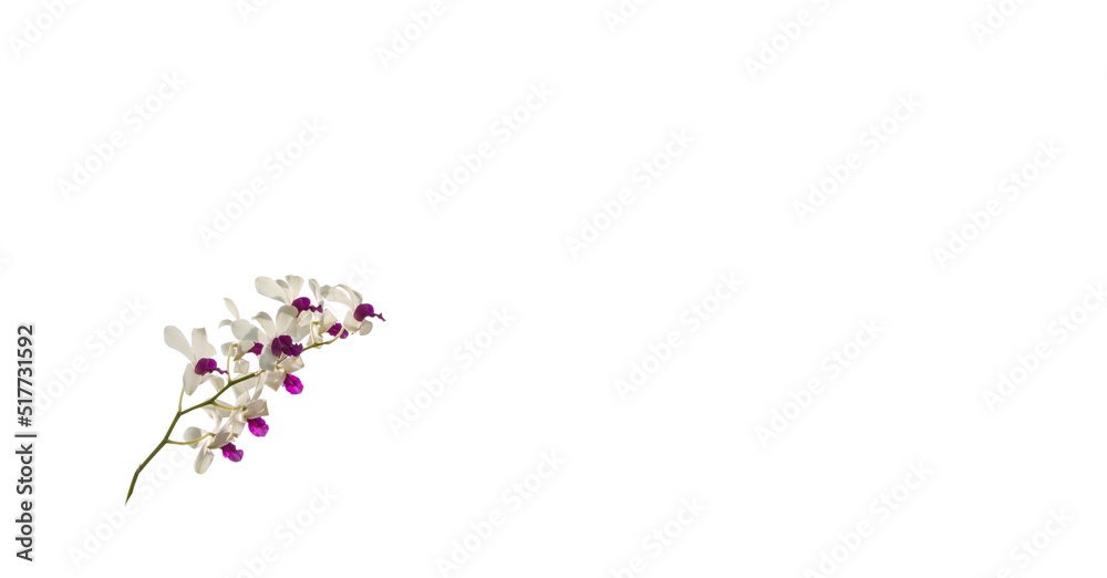 Closeup flower isolated on white background with work path Closeup flower isolated on white background with work path