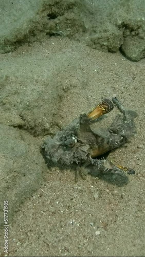 VERTICAL VIDEO: Demon Stinger slowly walks on sandy bottom. Bearded Ghoul, Sea Goblin or Devilfish (Inimicus didactylus) photo