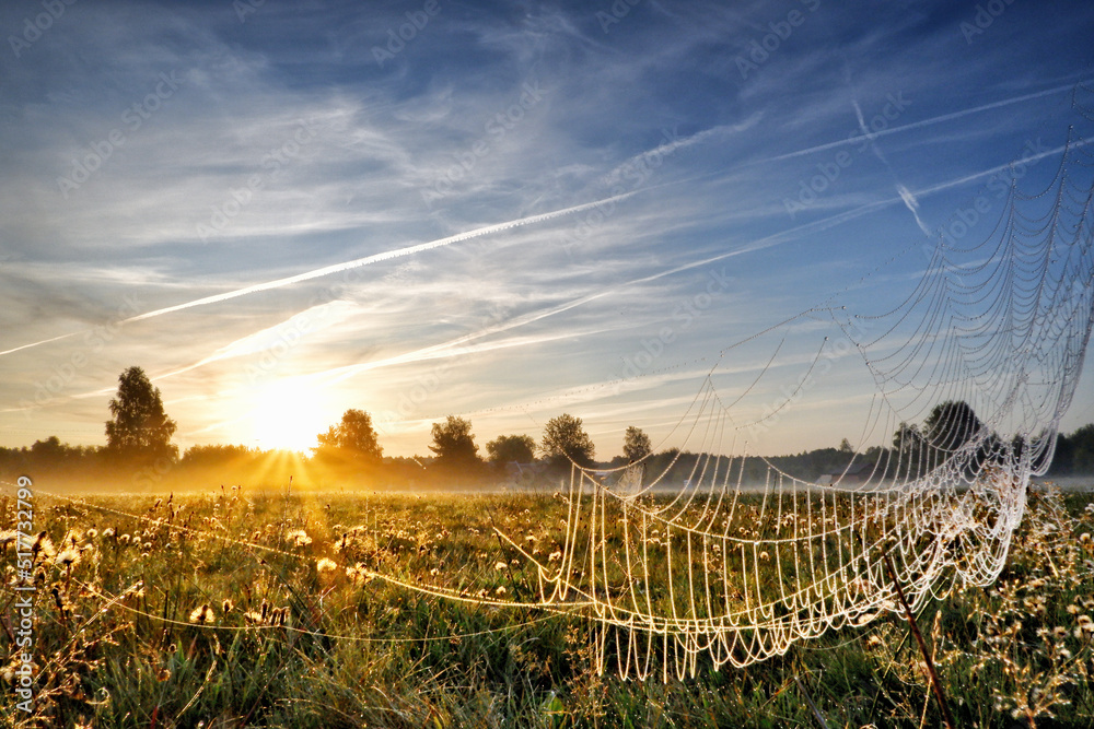 Summer meadow in the morning illuminated by the sun's rays