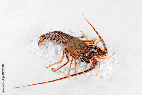 Fresh spiny lobster or sea crayfish on crash ice, preparation for cooking common Mediterranean lobster on concrete gray background, view from above, close up