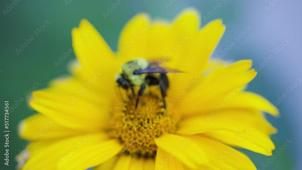 Bee pollinates yellow flower in the summmertime. Large carpenter bee along with bumblebees and other species of bees collect nectar in the morning. Shot in 4k slow motion. Bee pollinates yellow flower in the summmertime. Large carpenter bee along with bumblebees and other species of bees collect nectar in the morning. Shot in 4k slow motion.