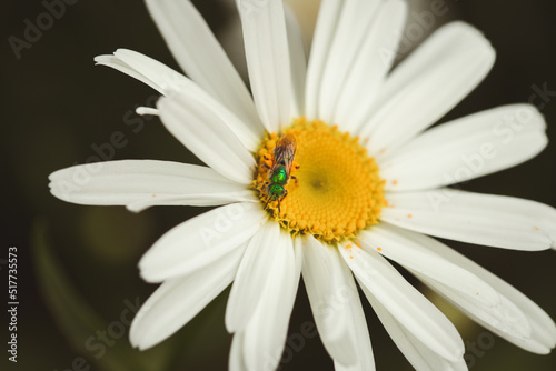 daisy flower with green bee macro