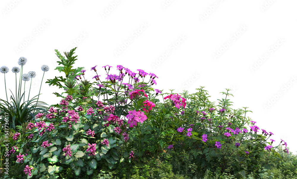 Shrubs and flowers on a white background