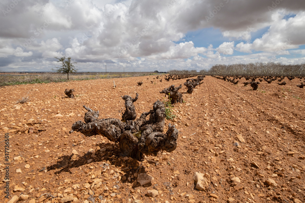 Naklejka premium viña, Campo de Criptana, provincia de Ciudad Real, Castilla-La Mancha, Spain