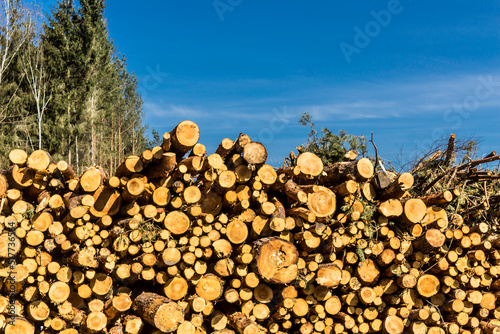 Felled trees in a forest clearing .