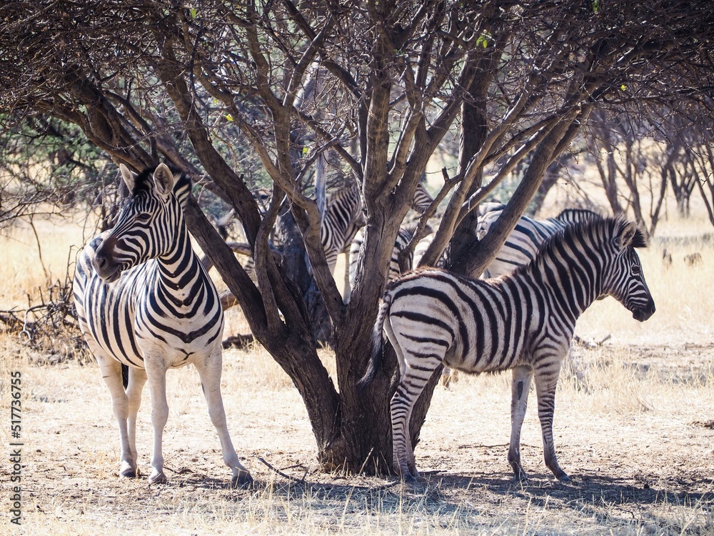 Obraz premium Safari in Namibia in the Afternoon // Game Drive 