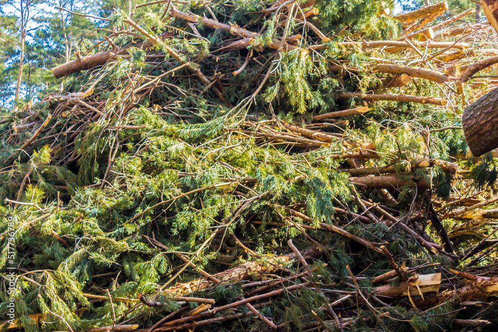 Felled trees in a forest clearing .