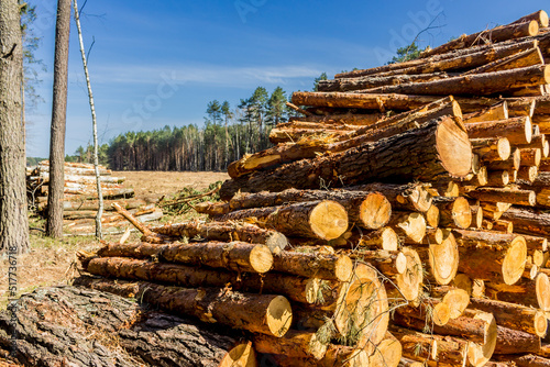 Felled trees in a forest clearing .