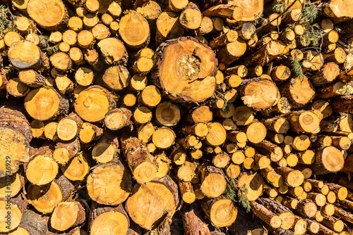 Felled trees in a forest clearing .