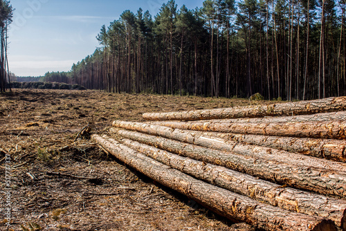 Felled trees in a forest clearing .