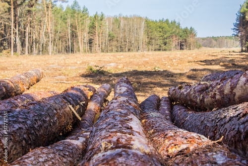 Felled trees in a forest clearing .