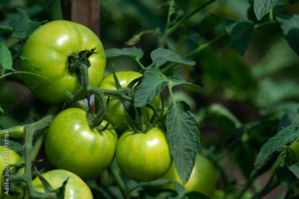 Tomato plants in greenhouse Green tomatoes plantation. Organic farming, young tomato cluster plants growth in greenhouse. for publication, poster, screensaver, wallpaper, postcard unripe Tomato plants in greenhouse Green tomatoes plantation. Organic farming, young tomato cluster plants growth in greenhouse. for publication, poster, screensaver, wallpaper, postcard unripe
