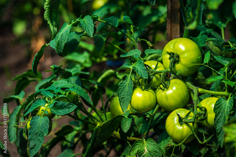 Tomato plants in greenhouse Green tomatoes plantation. Organic farming, young tomato cluster plants growth in greenhouse. for publication, poster, screensaver, wallpaper, postcard unripe