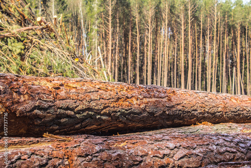 Felled trees in a forest clearing .