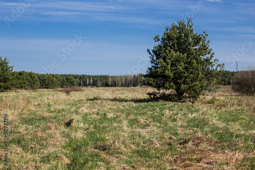 Felled trees in a forest clearing .