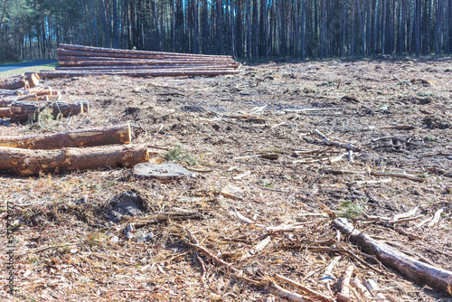 Felled trees in a forest clearing .