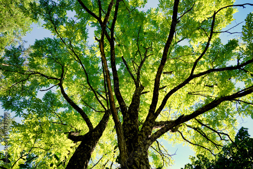Acacia tree canopy glowing in the sunlight, set against a beautiful blue sky background
