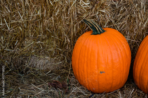 Two fall orange pumpkins sitting on the ground at a fall festival at a local pumpkin patch