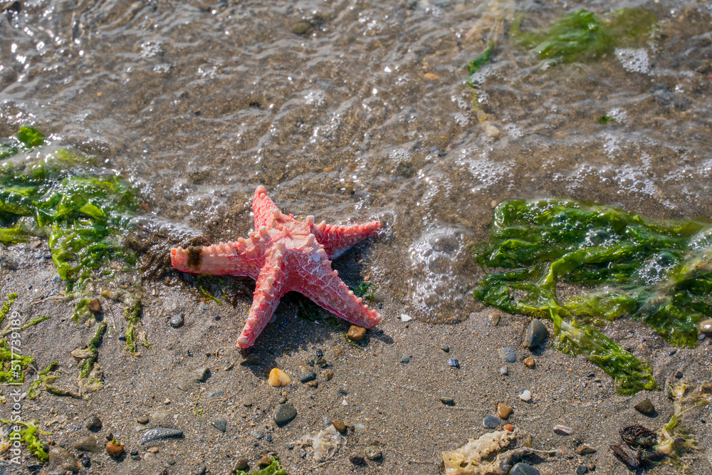 red star fish shell washed up on a sand beach with sea weed red star fish shell washed up on a sand beach with sea weed
