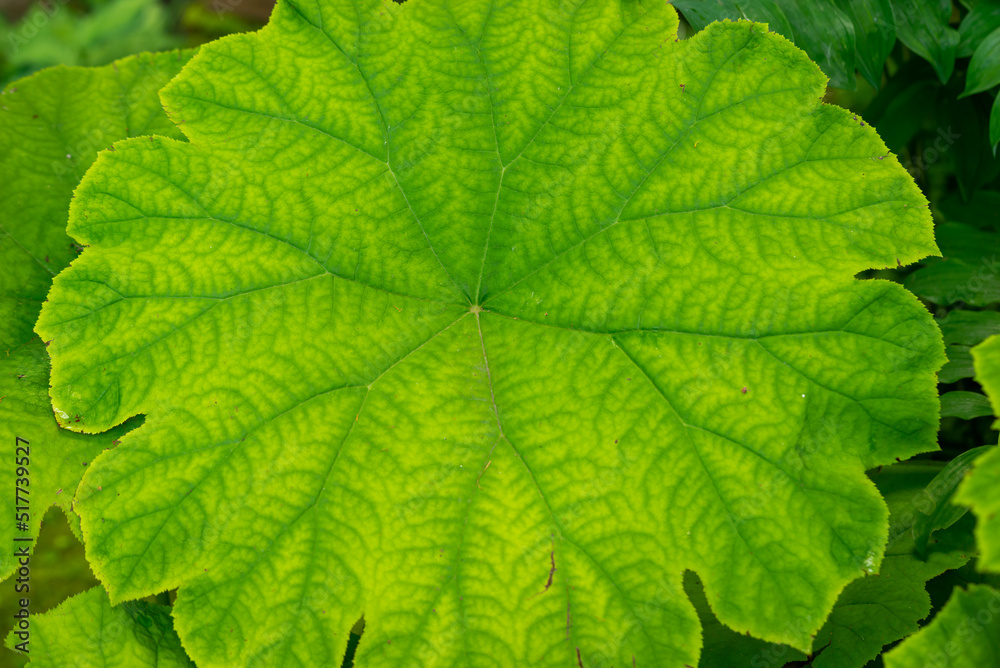 Green leaf of Astilboides tabularis growing in a flower bed. Close up macro Green leaf of Astilboides tabularis growing in a flower bed. Close up macro