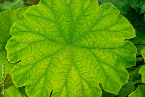 Green leaf of Astilboides tabularis growing in a flower bed. Close up macro photo
