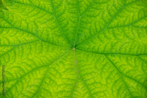 Green leaf Astilboides tabularis texture. macro close-up image