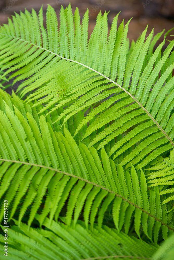 Dryopteris filix-mas, European green fern, close-up in the middle of the plant. Abstract square background